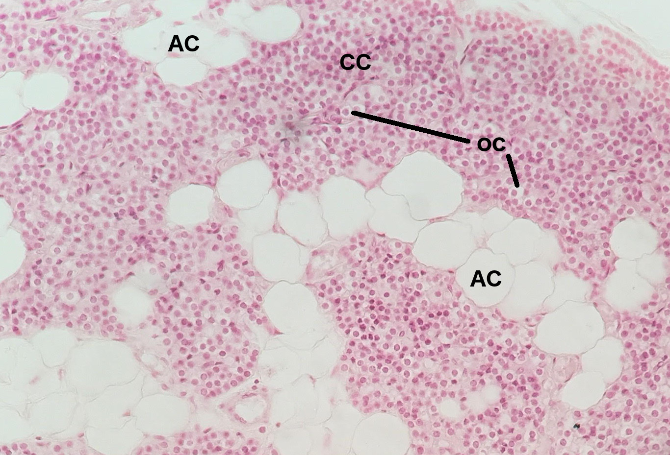 Parathyroid Gland Microscopic Image